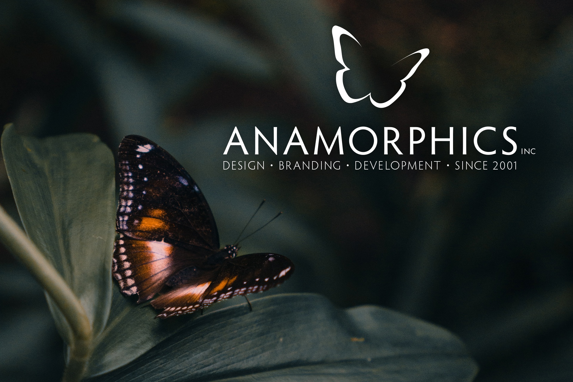 Anamorphics Inc
